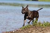 STAFFIE 163